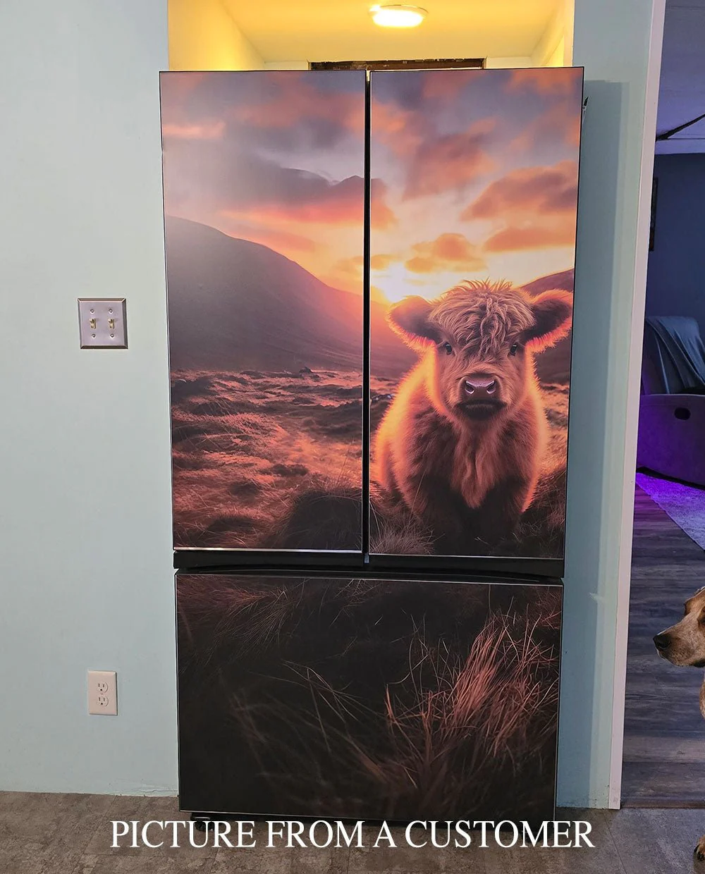 A Highland calf at sunrise - Image 3