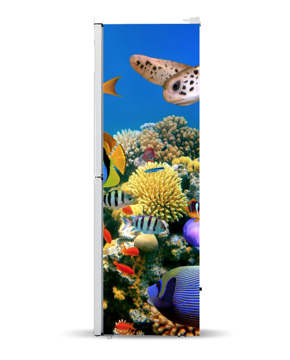 Aquarium - Image 7