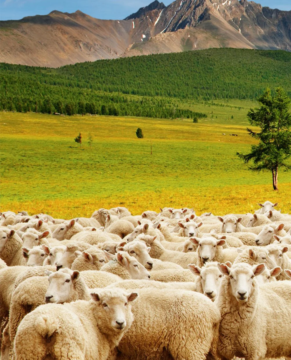 Sheep herd - Image 4