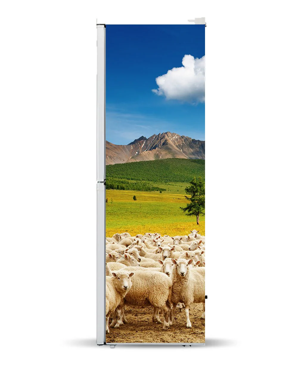 Sheep herd - Image 6