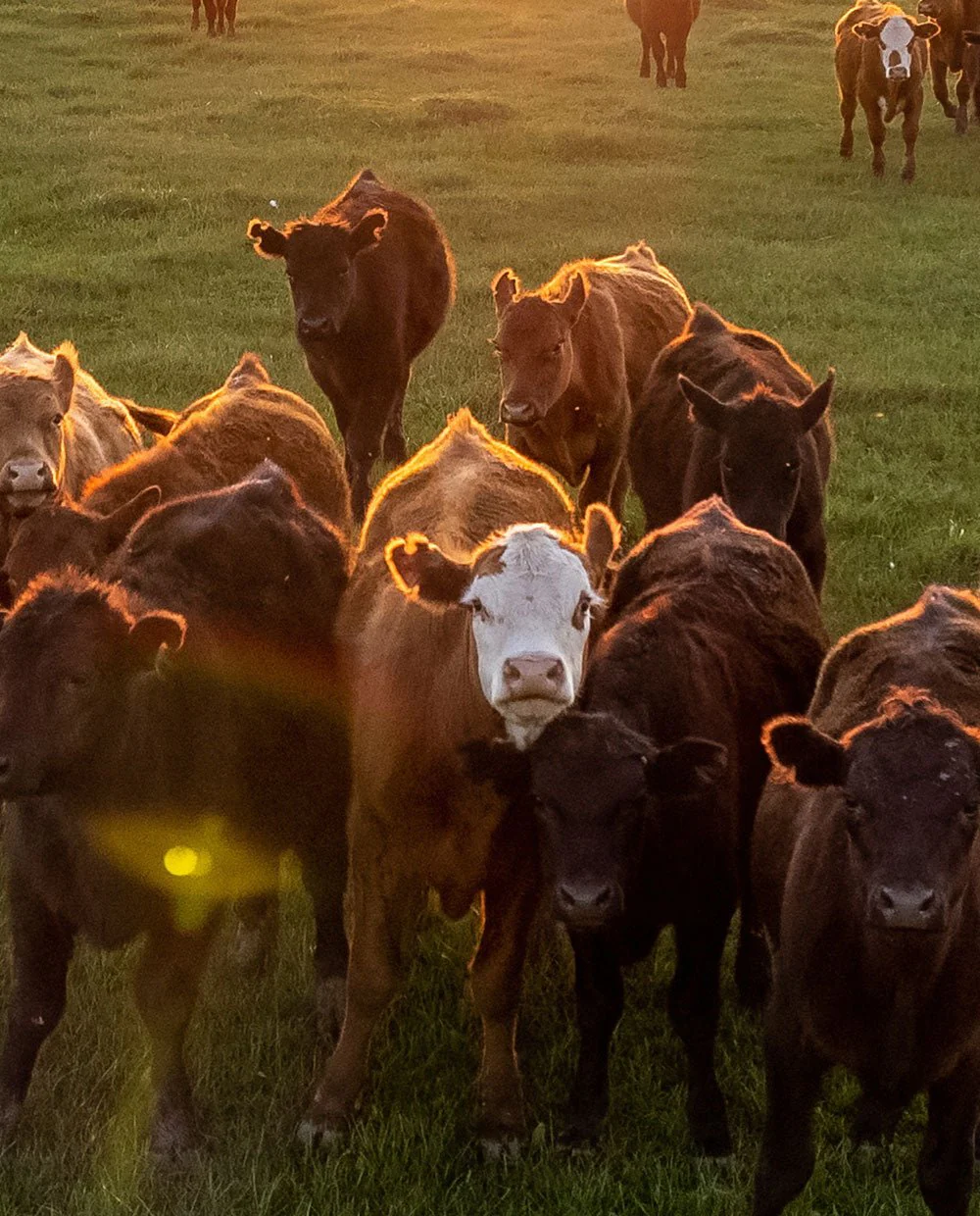 Cow herd - Image 3