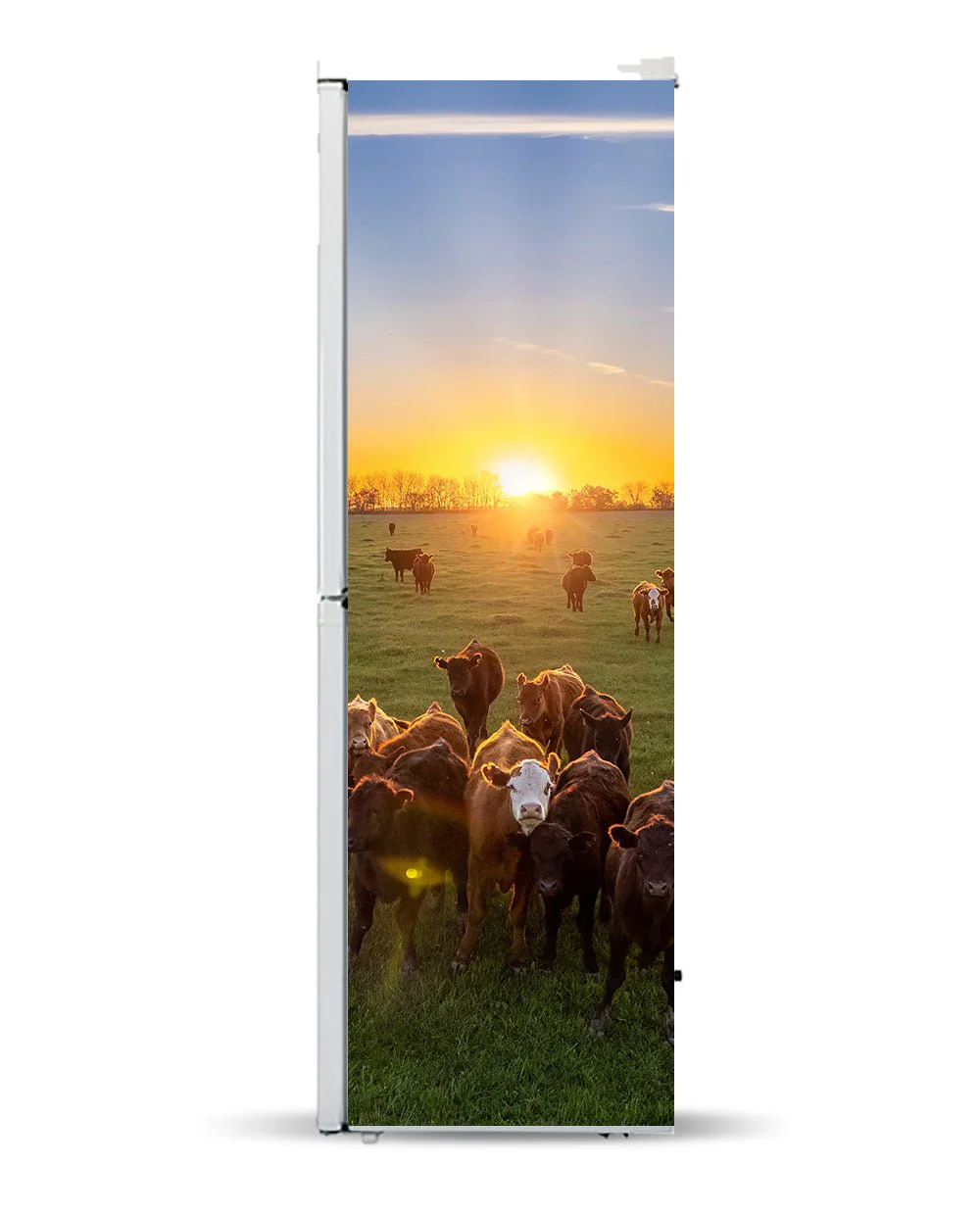 Cow herd - Image 8