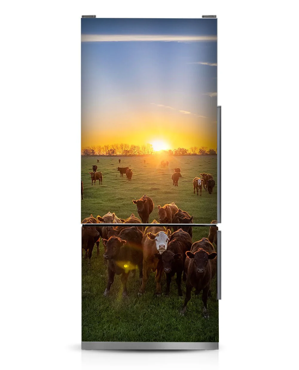 Cow herd - Image 9