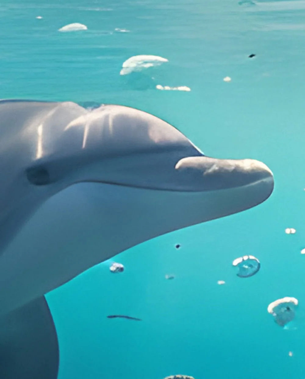 Dolphin - Image 5