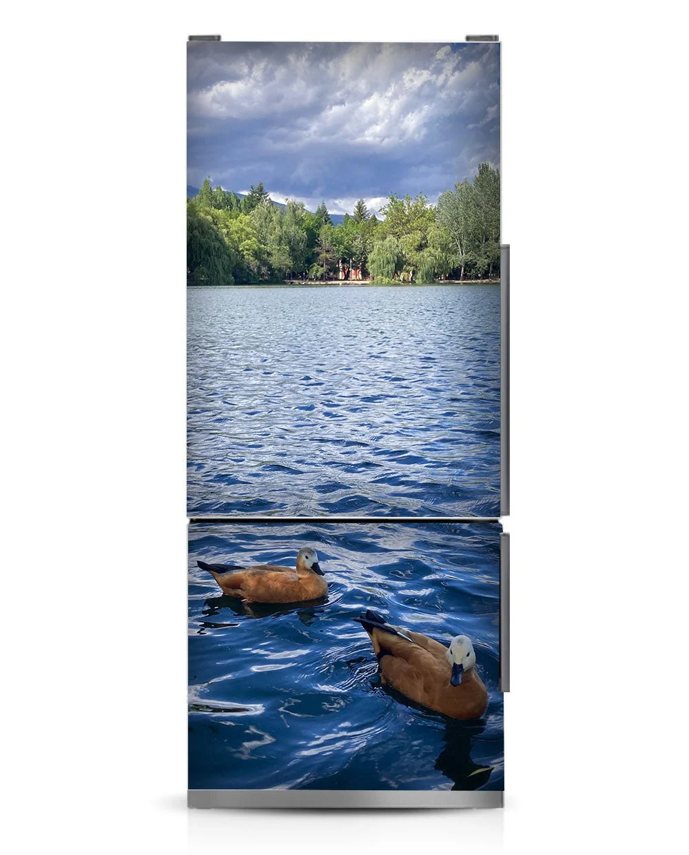 Ducks in the lake - Image 10