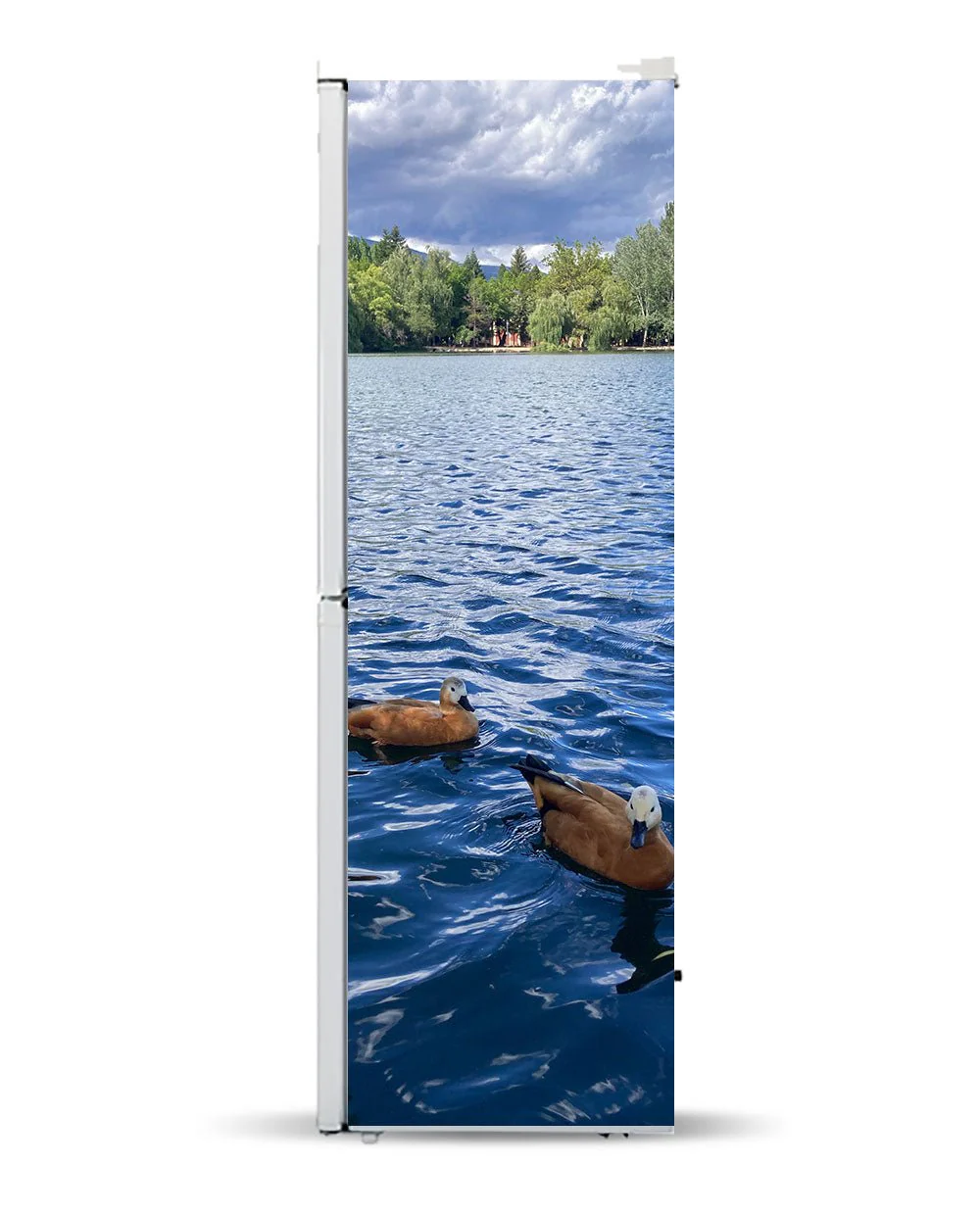Ducks in the lake - Image 11