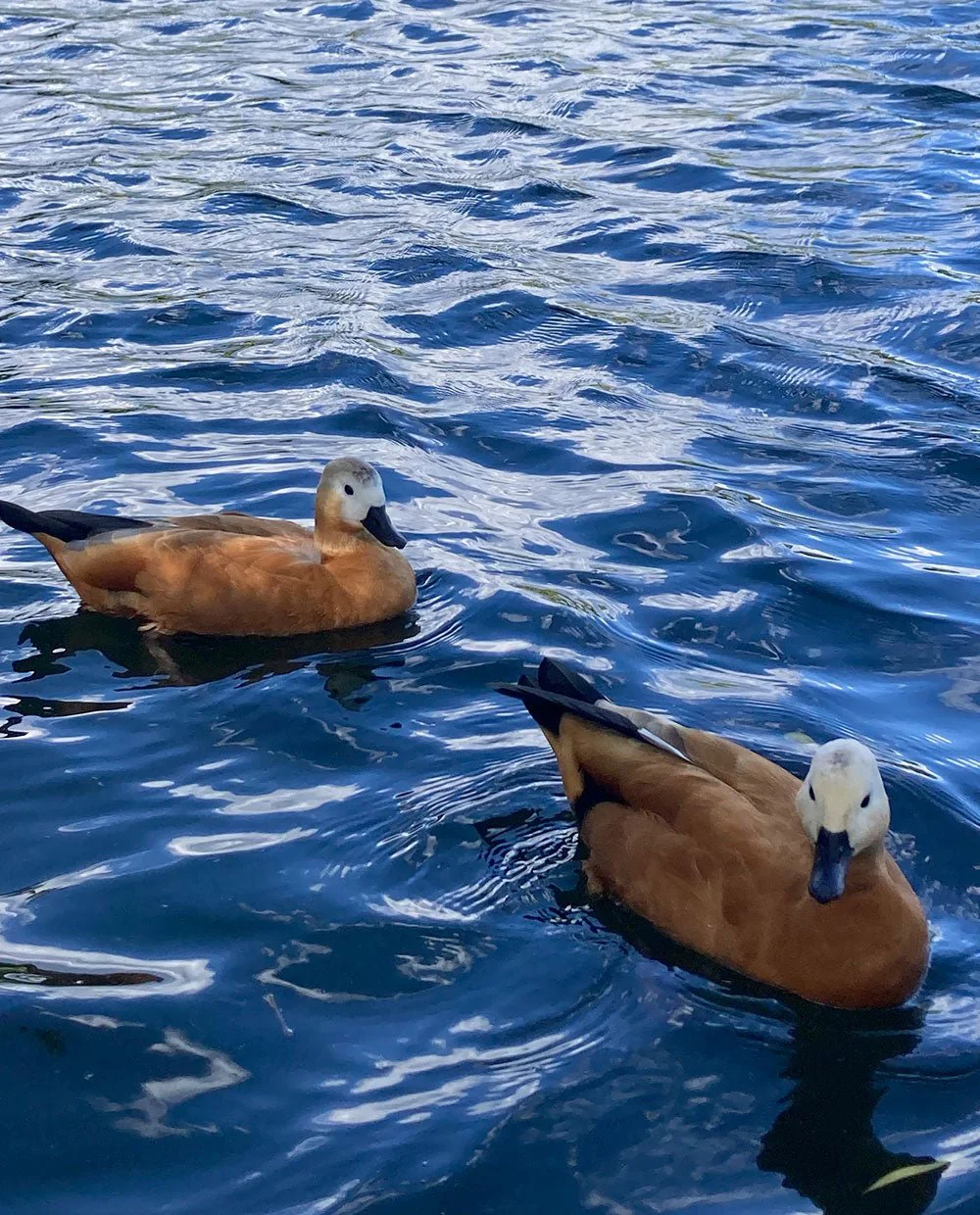 Ducks in the lake - Image 5