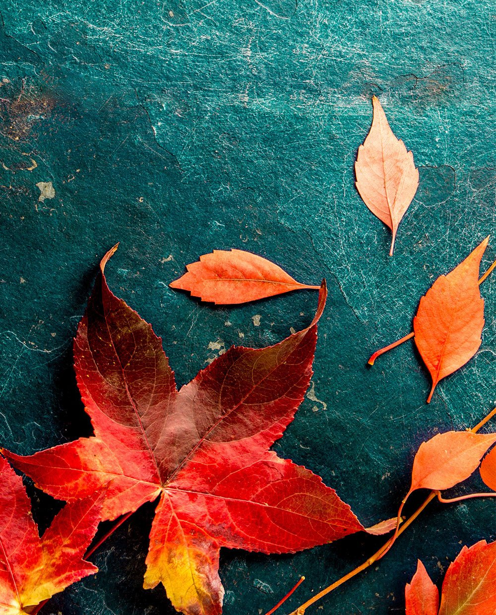Falling leaves - Image 4