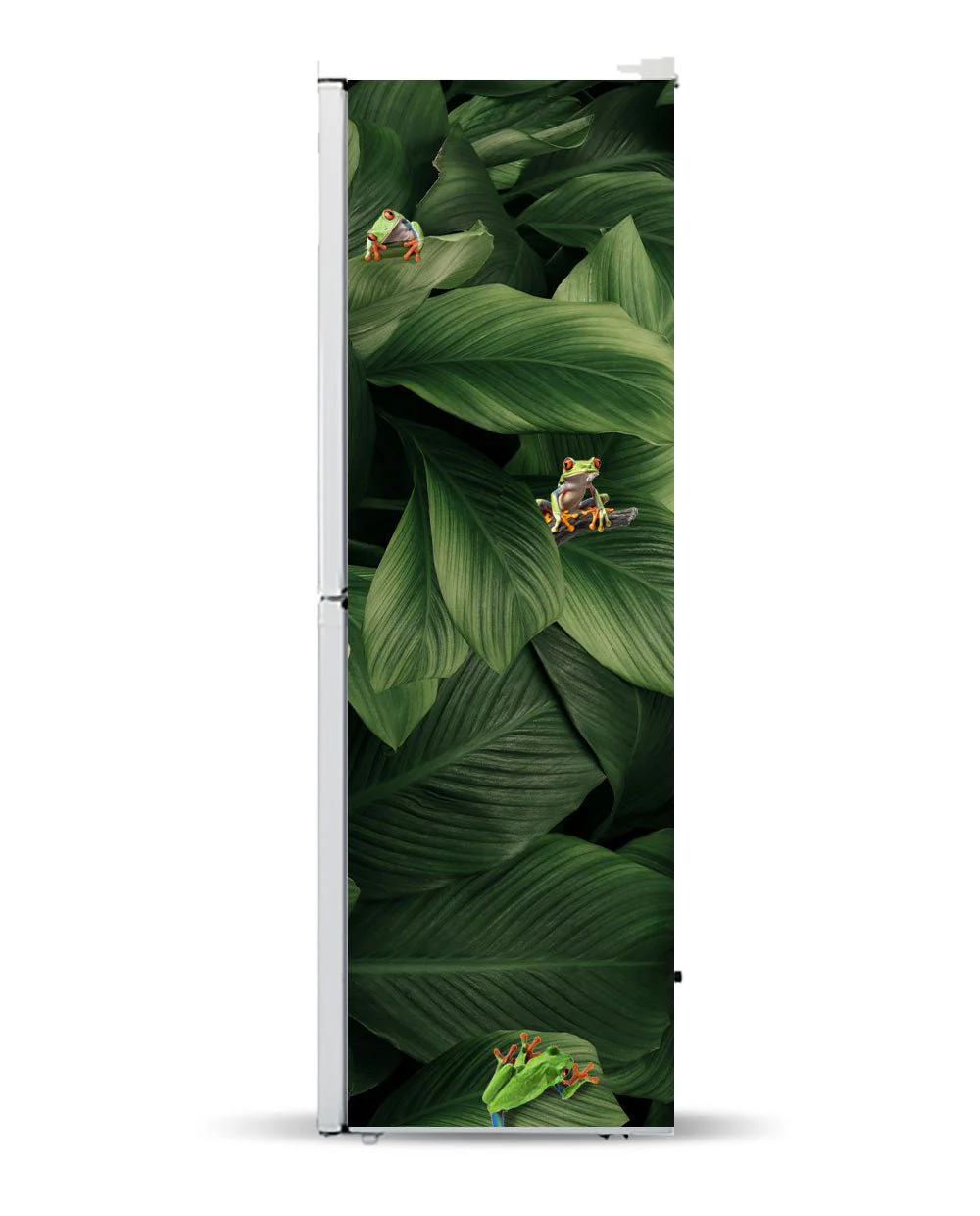 Frogs - Image 6