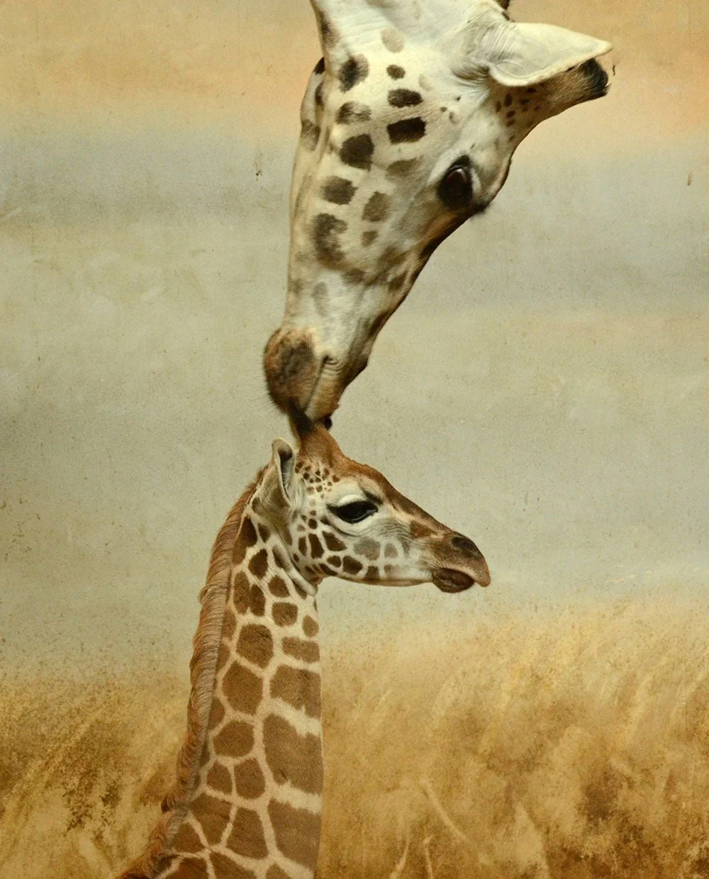 Giraffe love - Image 5