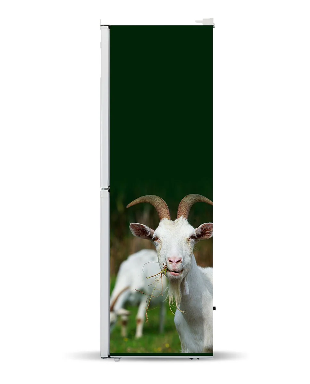 Hello goat - Image 5