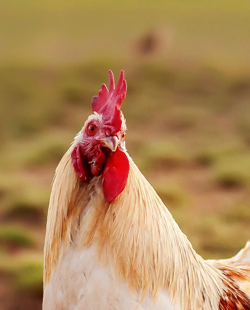 Hens - Image 5