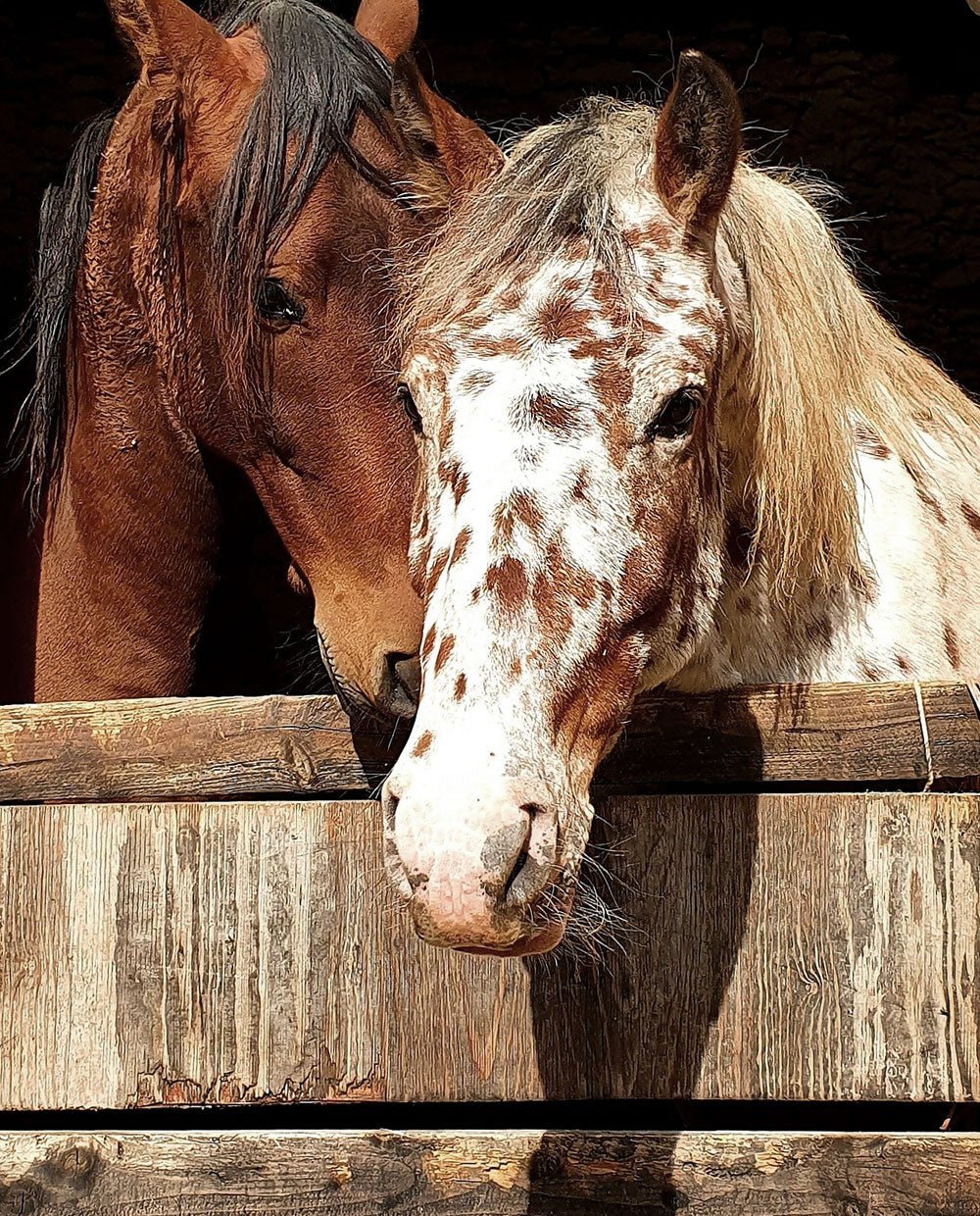 Horses friendship - Image 2