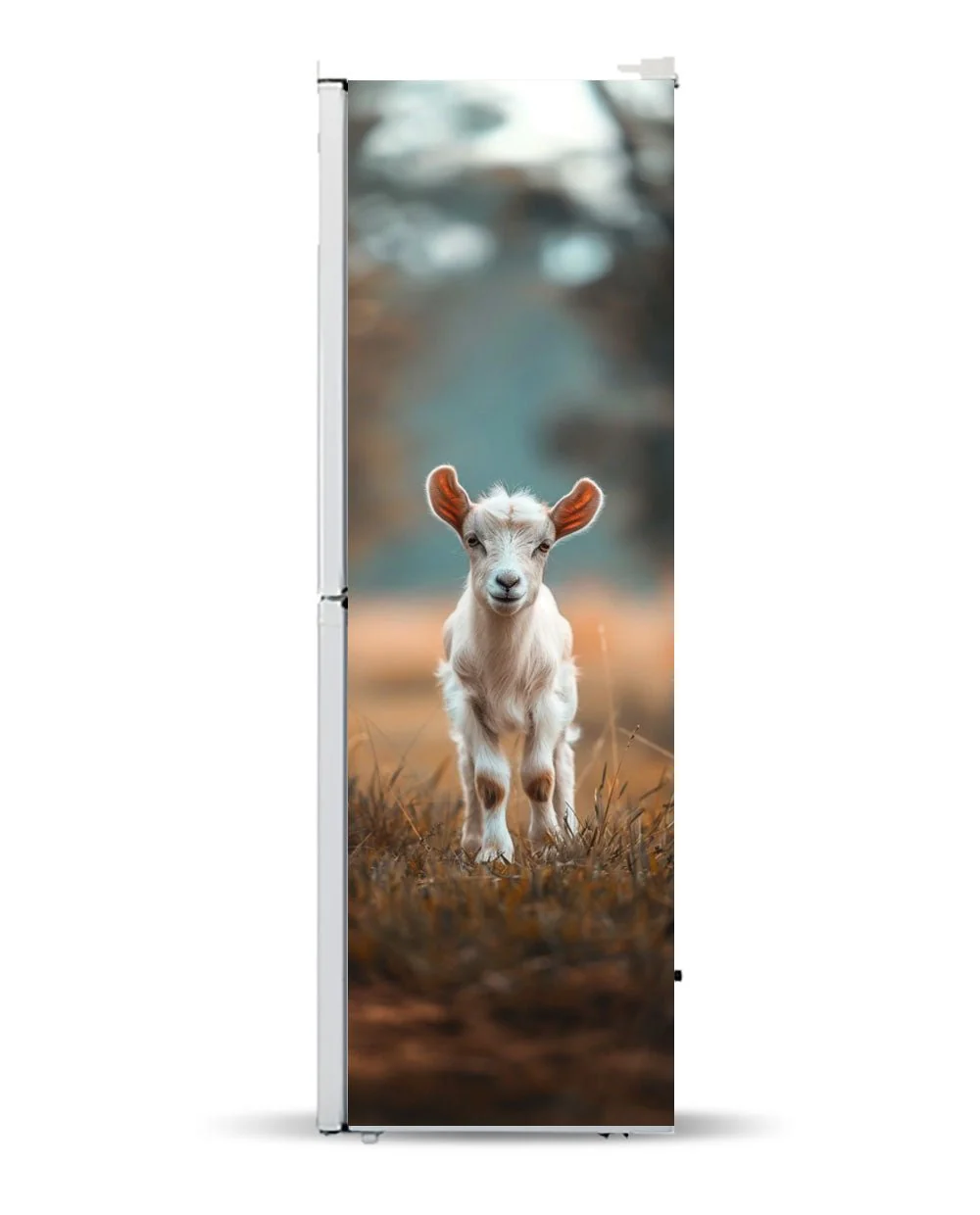 Mini goat - Image 6