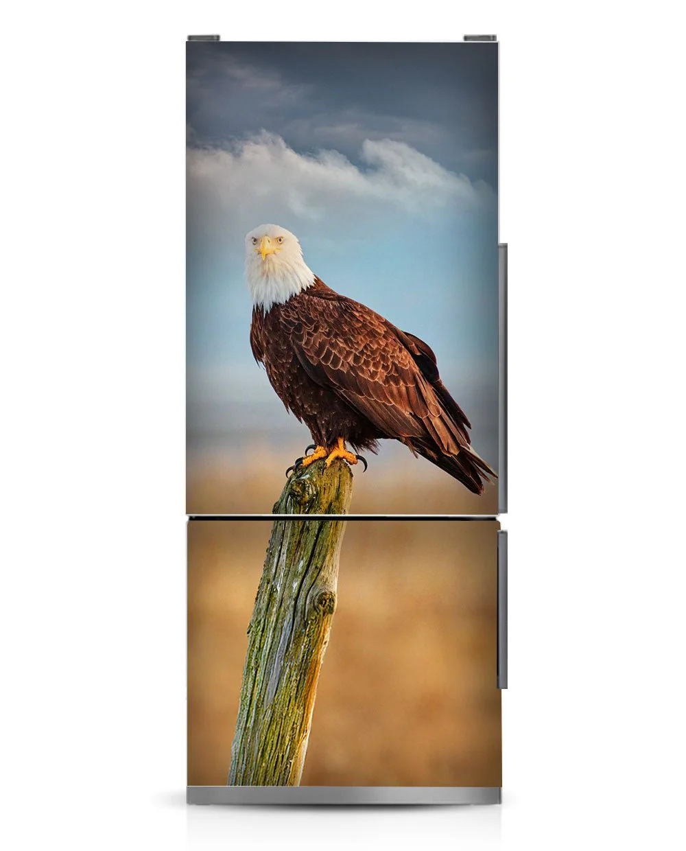 American Eagle - Image 14