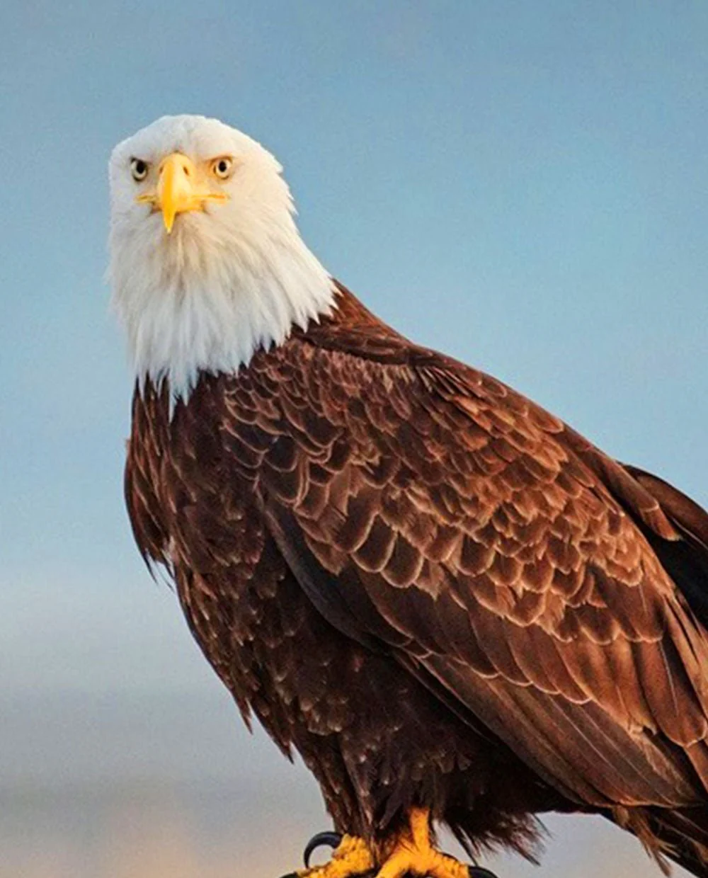 American Eagle - Image 6