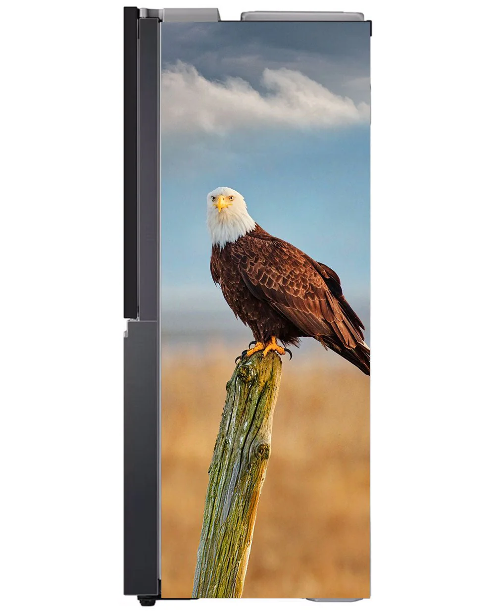 American Eagle - Image 7