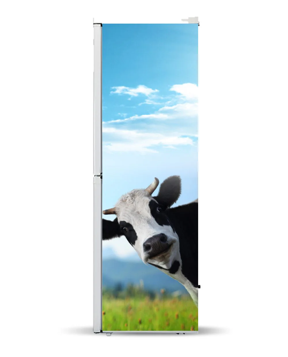 A Peeking cow - Image 11