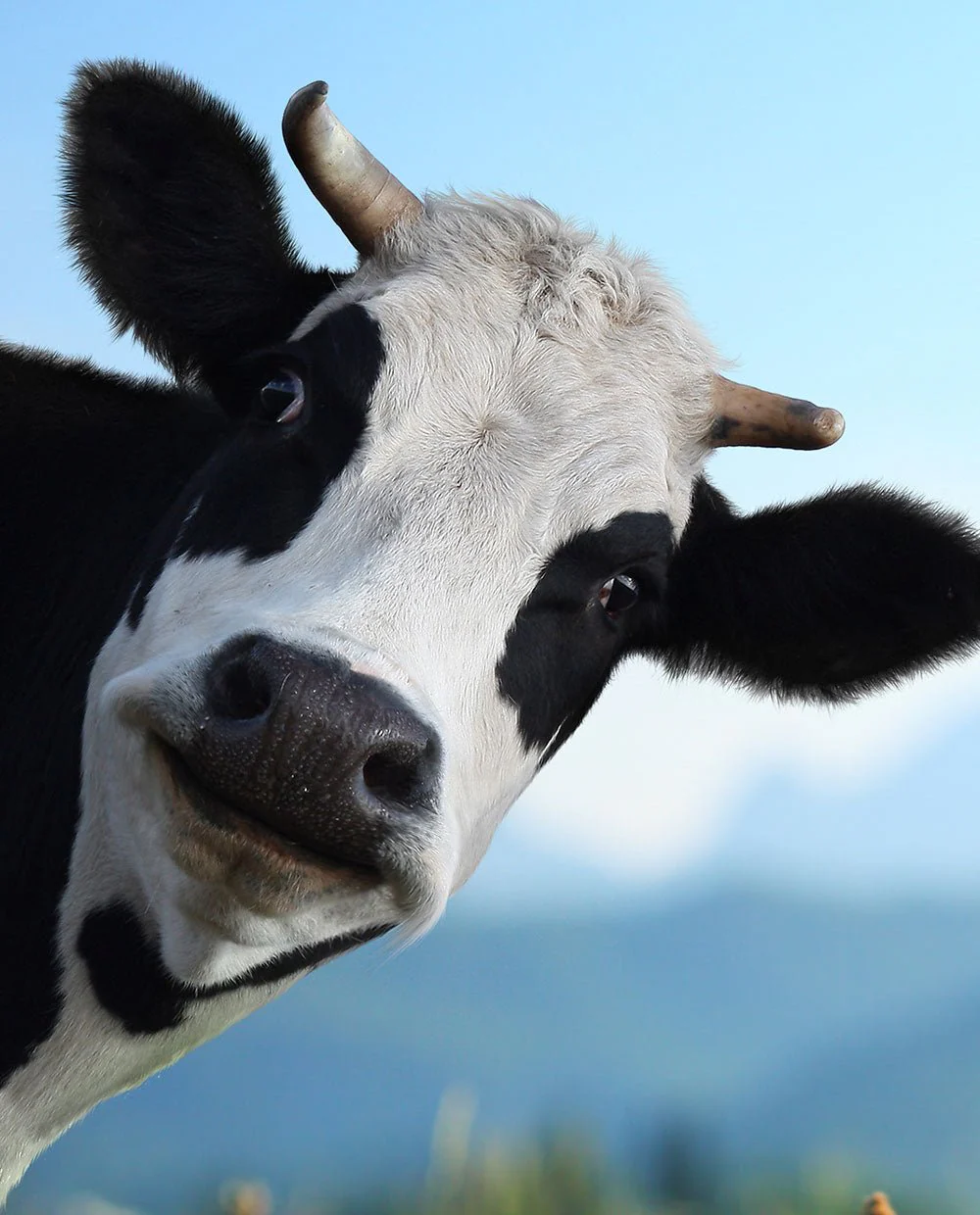 A Peeking cow - Image 5