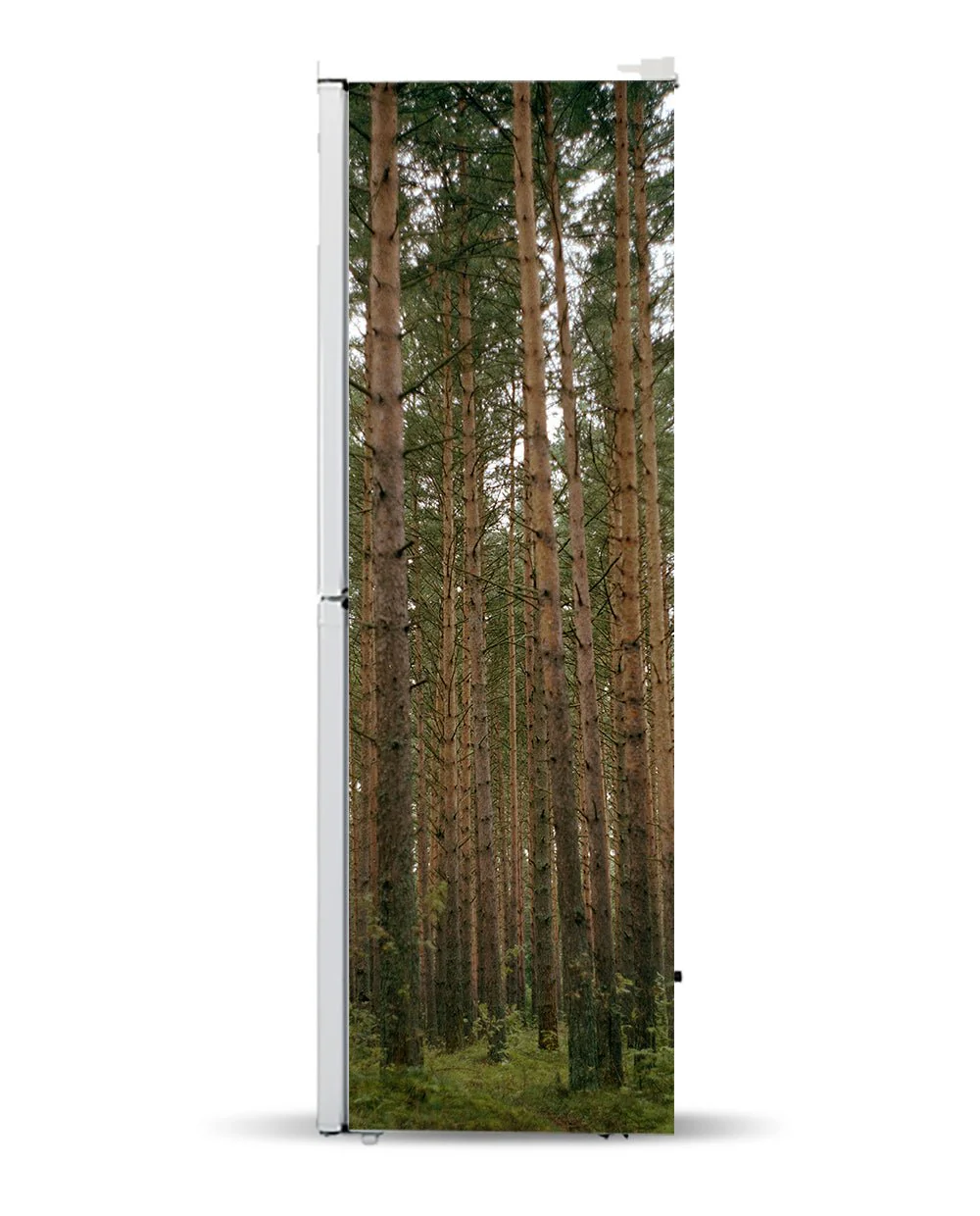 Pinery - Image 7