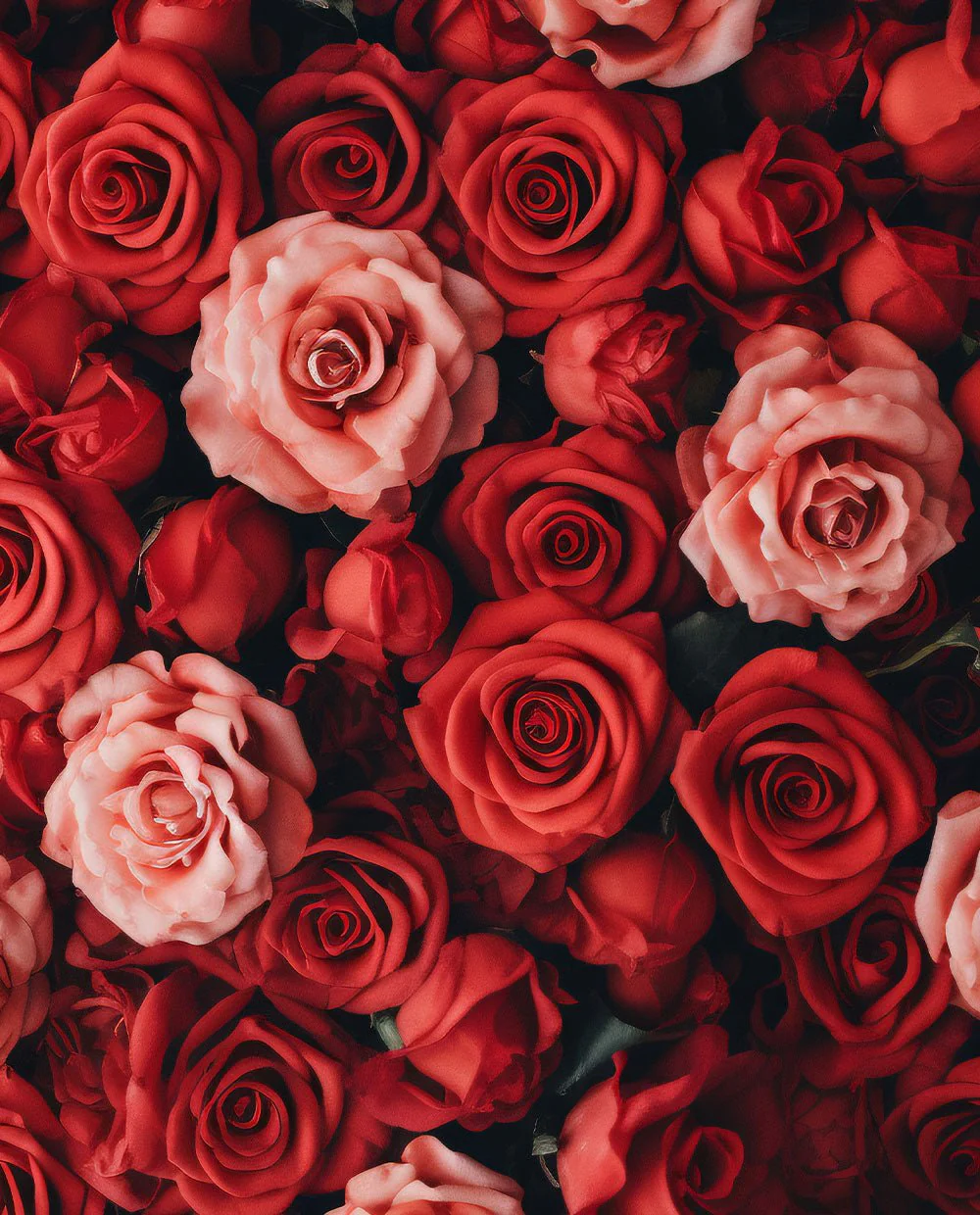 Red Roses - Image 5