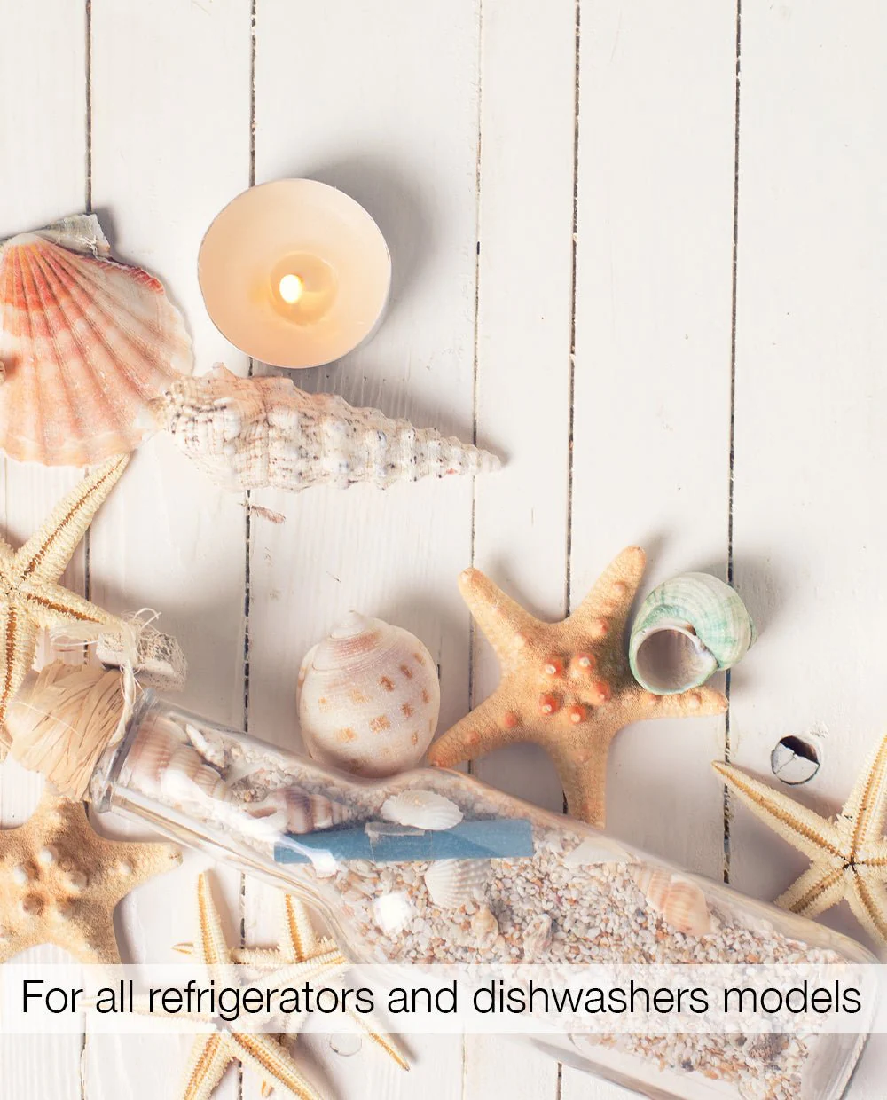 Seashells - Image 3