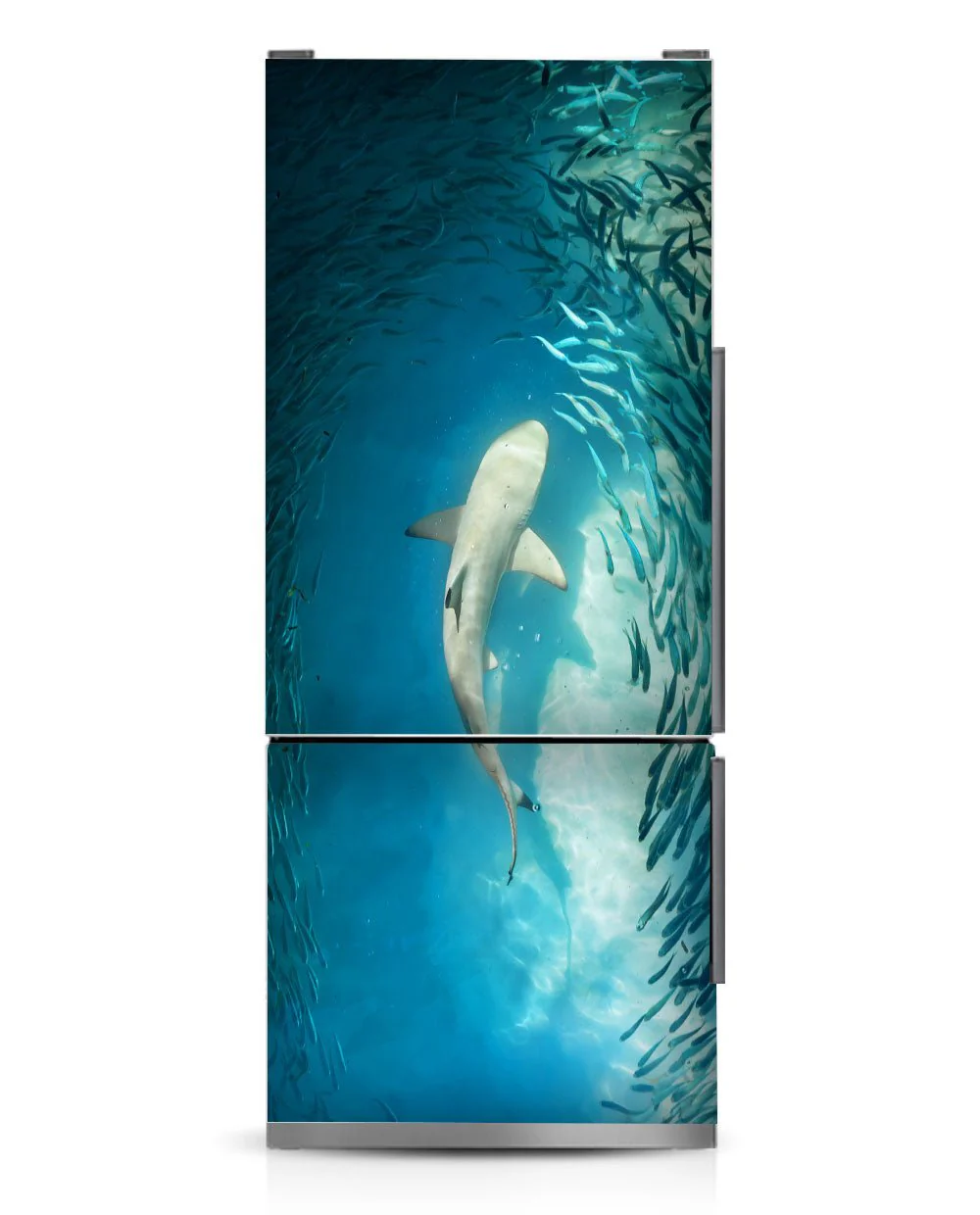 Shark - Image 10