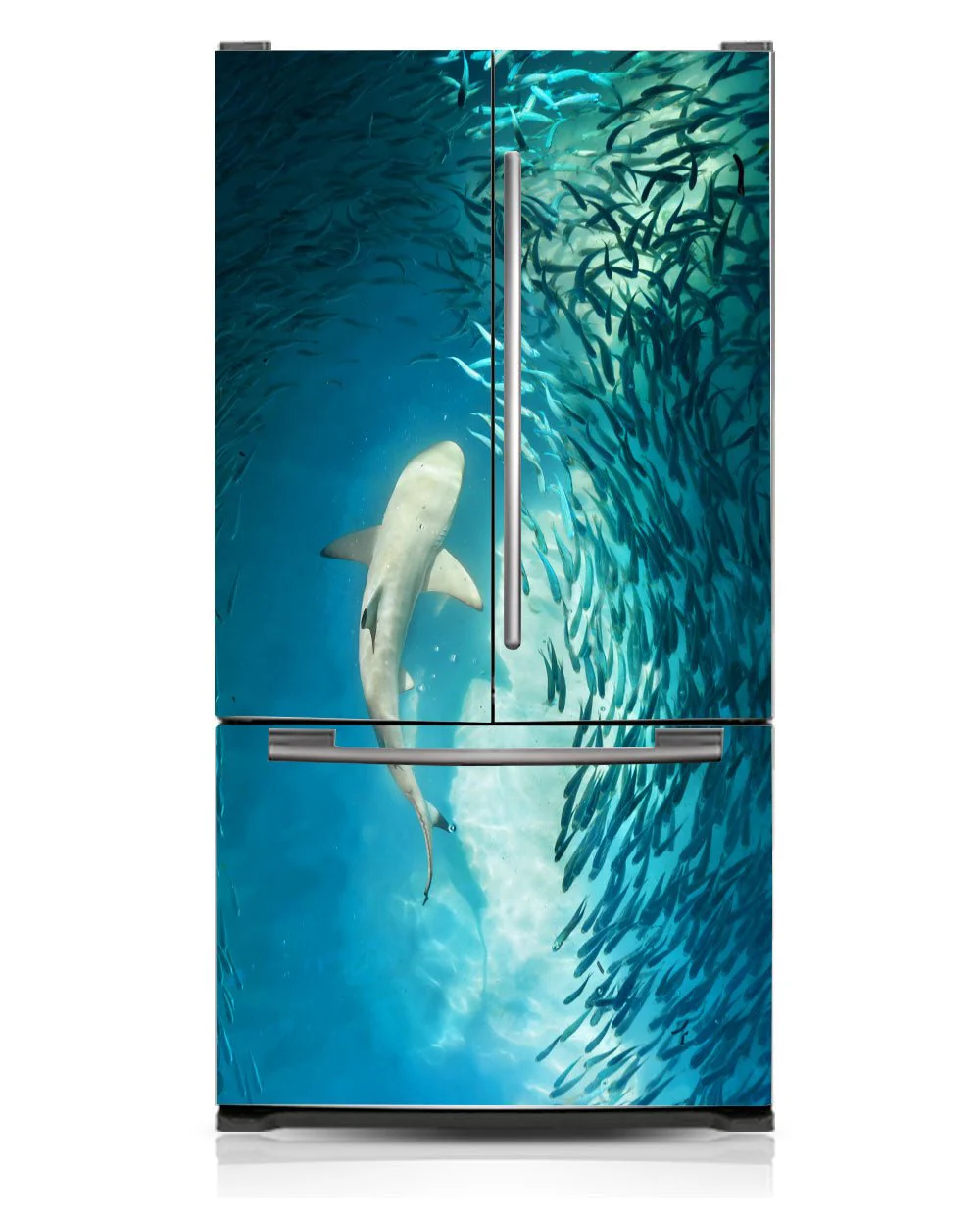 Shark - Image 6
