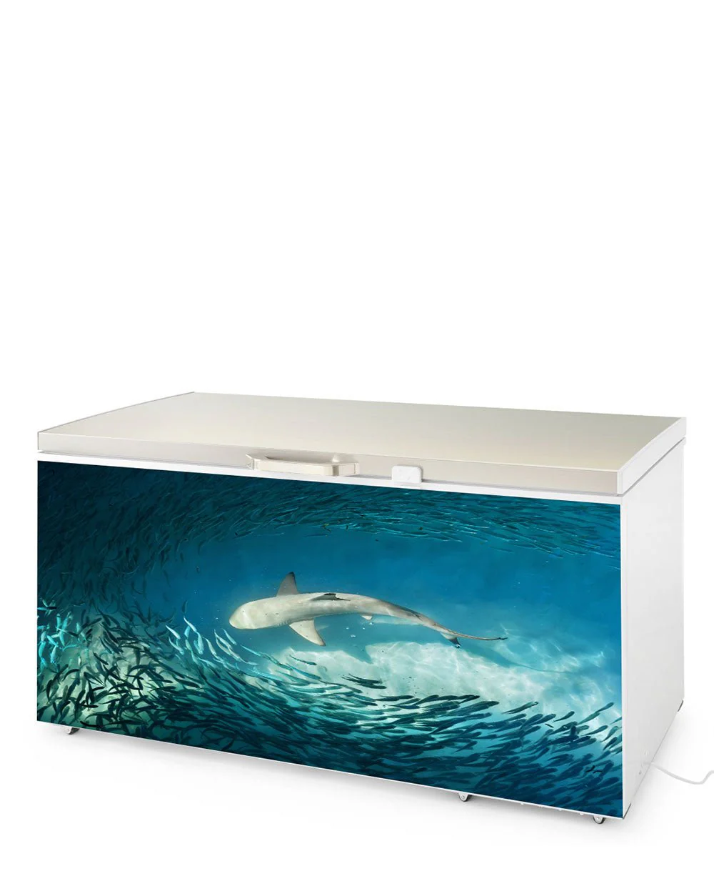 Shark - Image 7