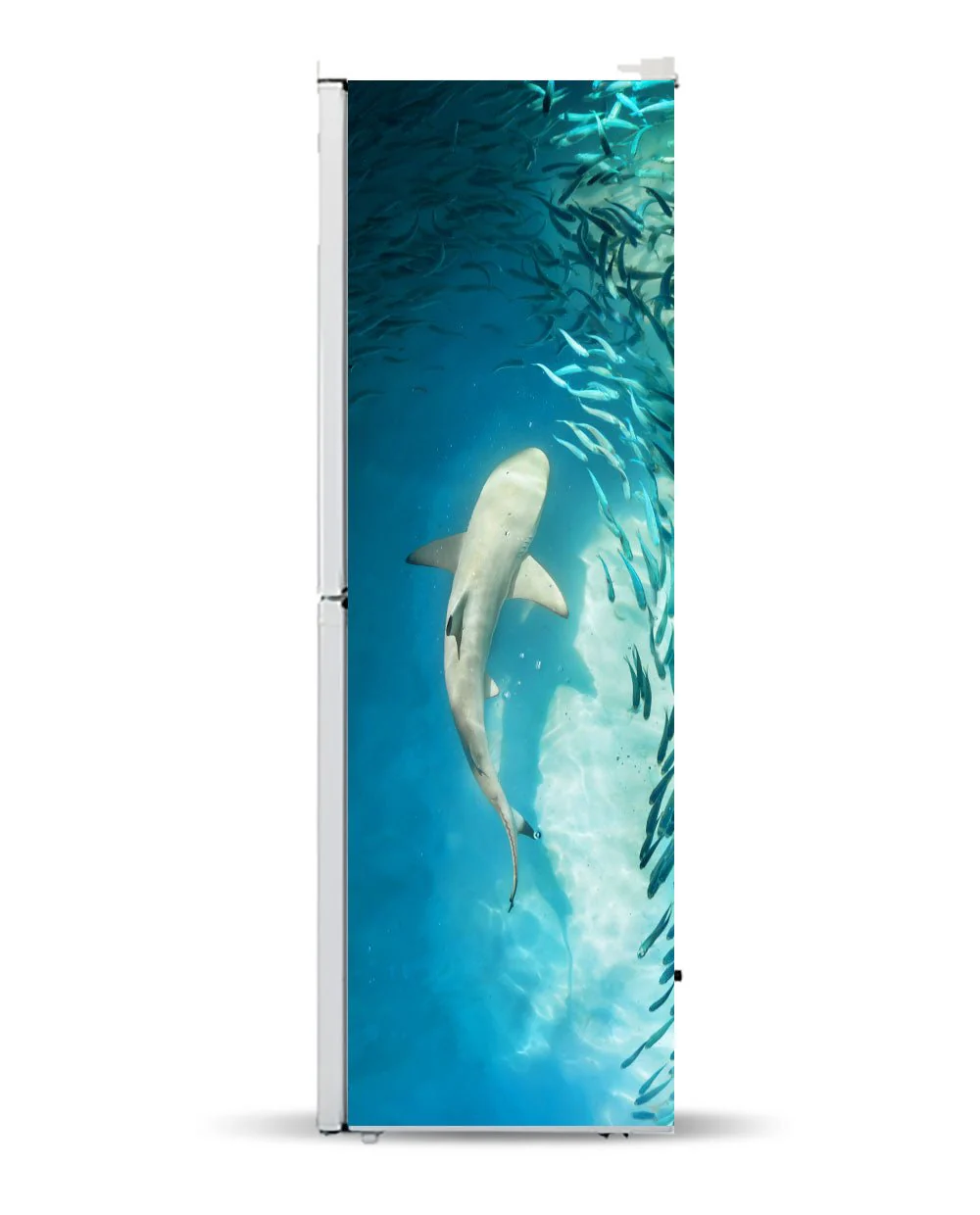 Shark - Image 8