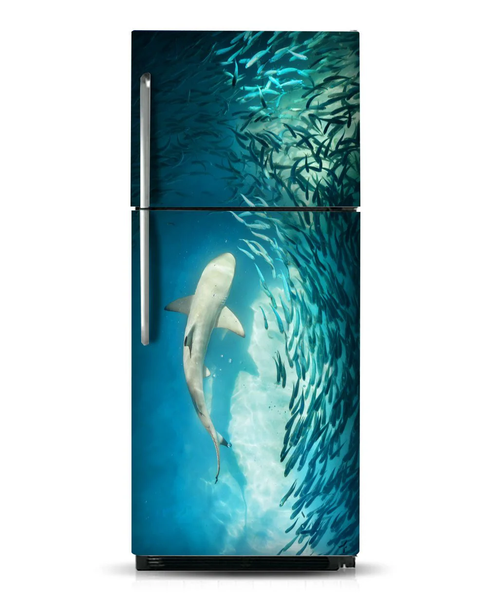 Shark - Image 9