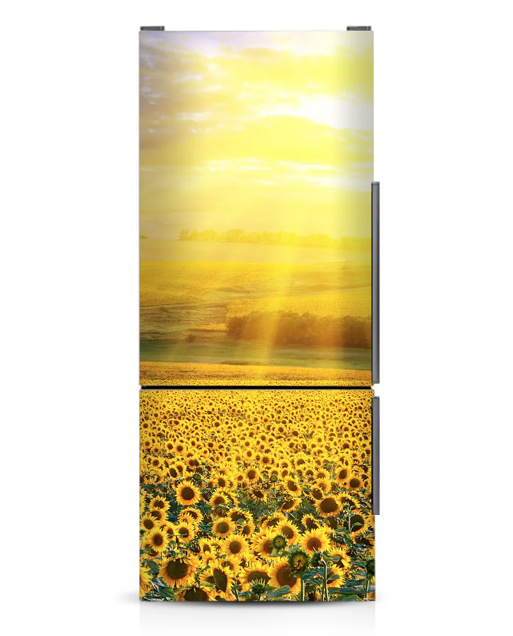 Sunflowers Field - Image 6