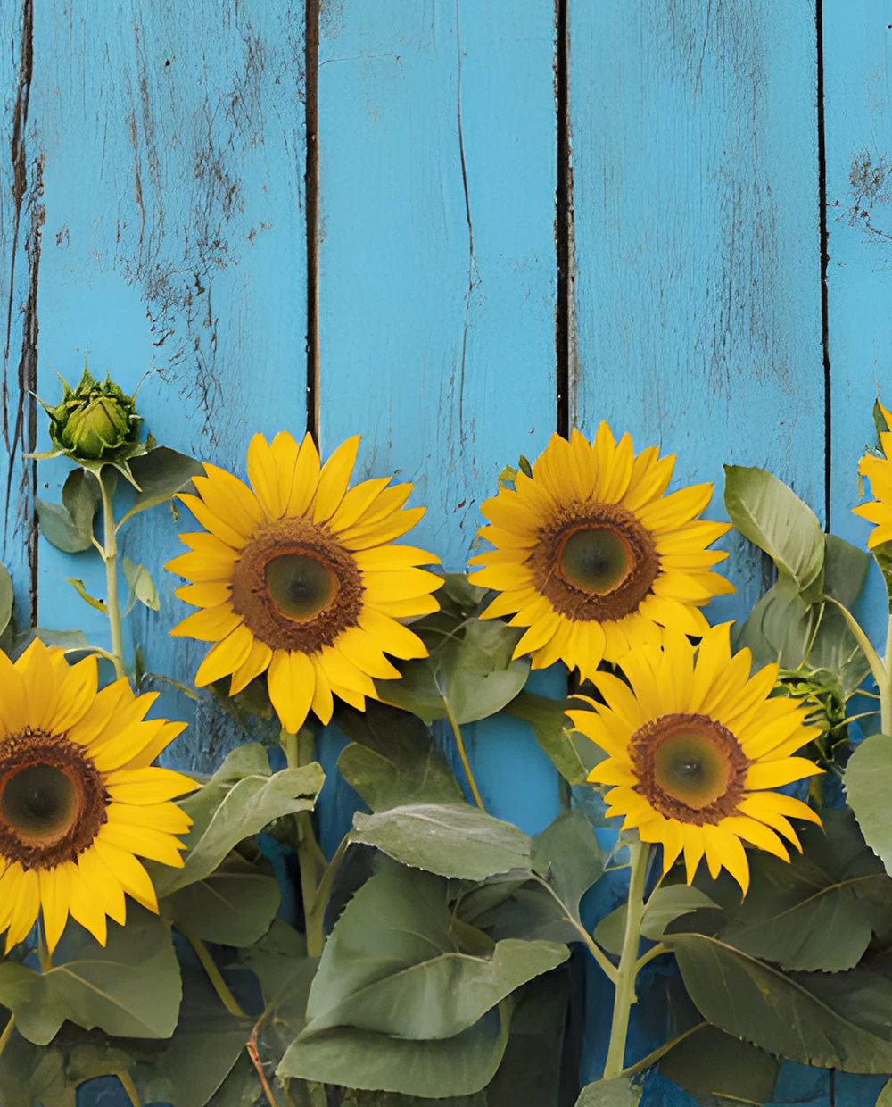 Sunflowers on Blue - Image 4
